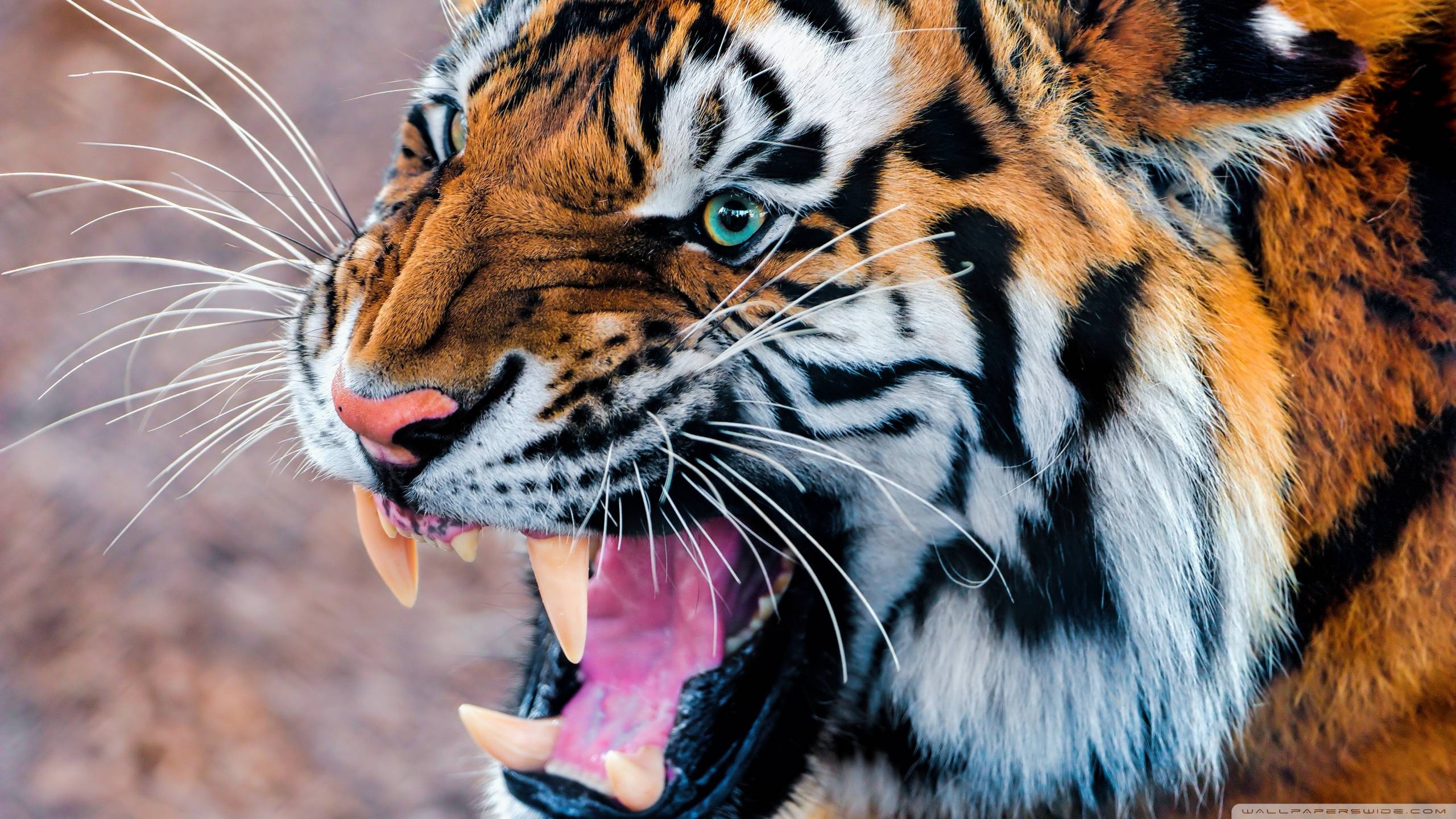 Wallpapers For – Angry Siberian Tiger Wallpapers