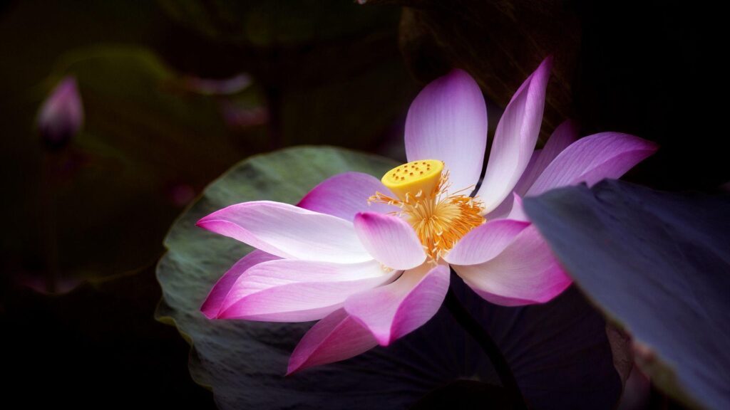 You Can Download The Lotus Flower Wallpapers