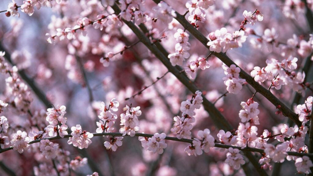 Sakura flower blossom 2K