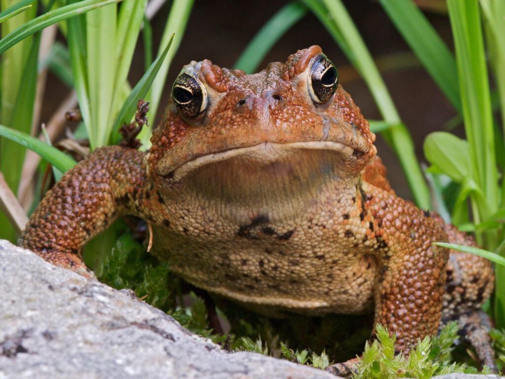 54 Toad HD Wallpapers