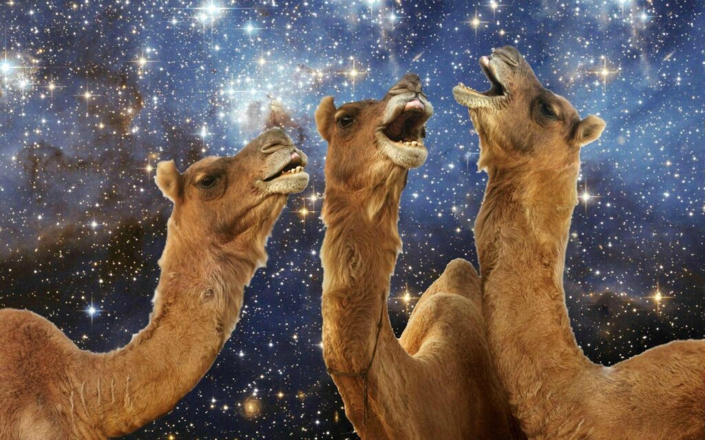Llama laughing wallpapers