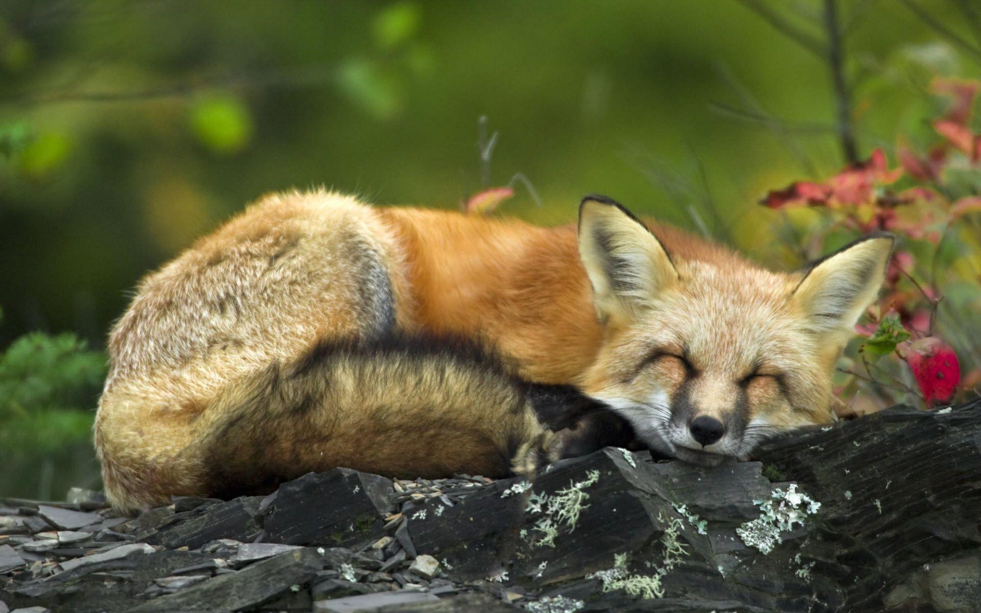 Sleeping Red Fox Wallpapers