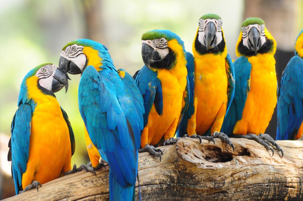 Blue And Yellow Macaw Wallpapers