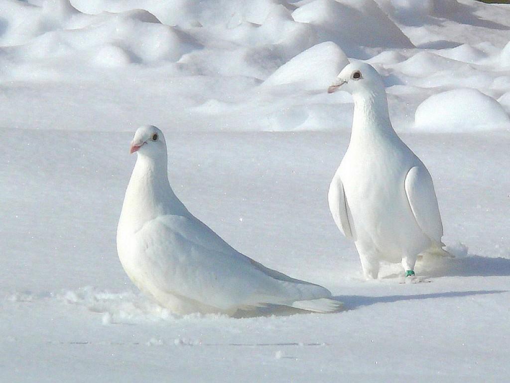 Pictures of Two White Pigeons Wallpapers