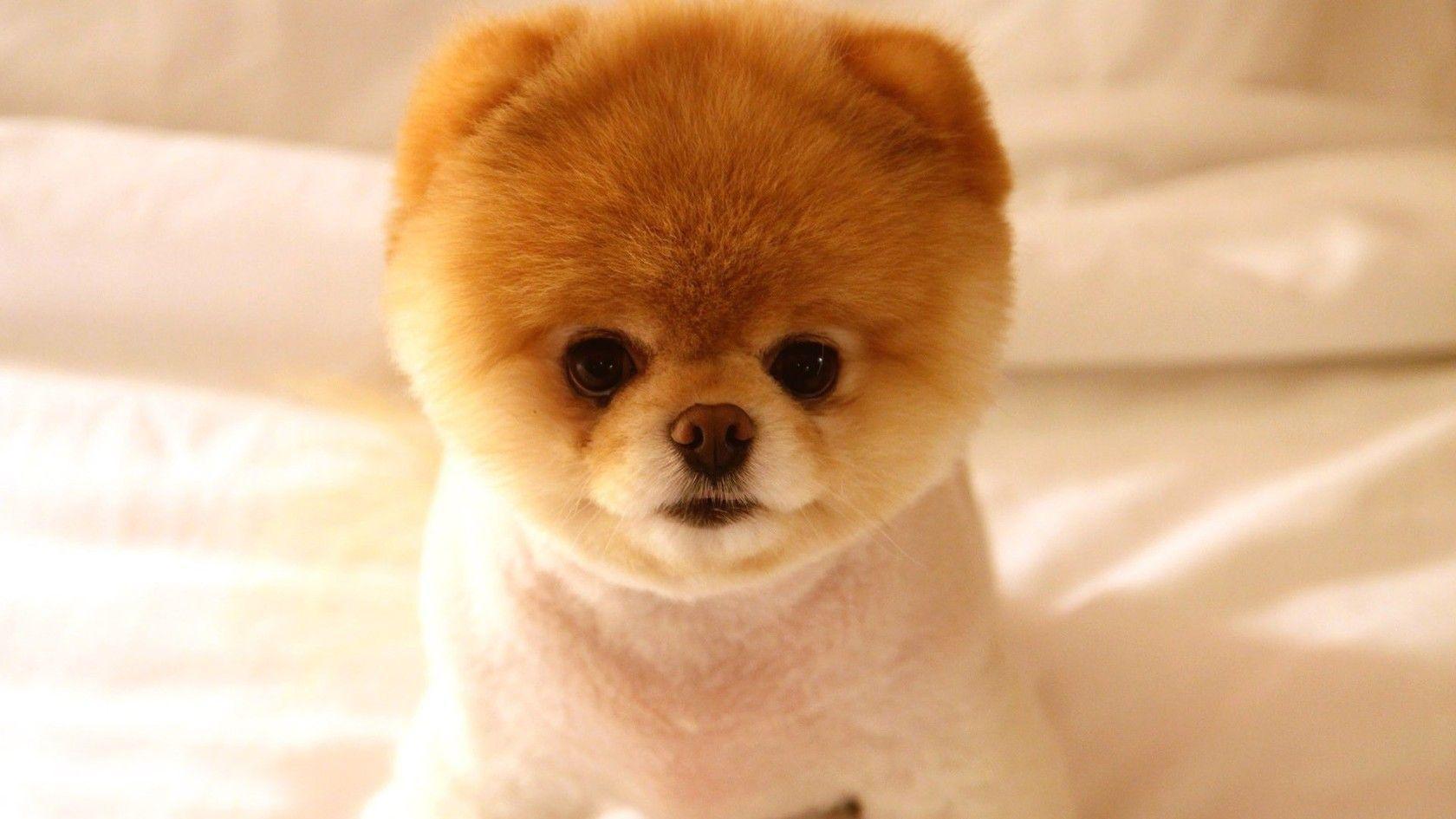 Pomeranian Puppy Wallpapers Group