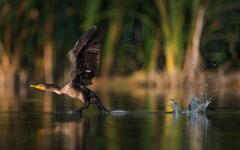 Cormorant Bird Taking Off From Lake Water Desk 2K Wallpapers