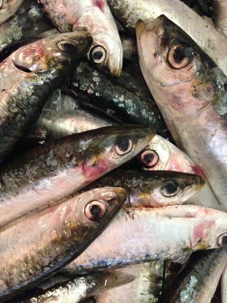 HD wallpaper fish, sardines, seafood, healthy, fishing