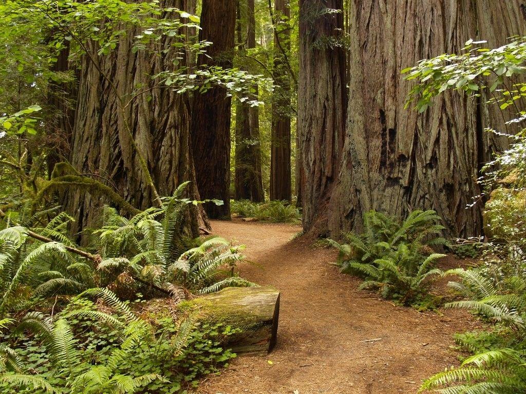 Redwoods Tag wallpapers Trees Forest Redwoods Ferns Nature HD
