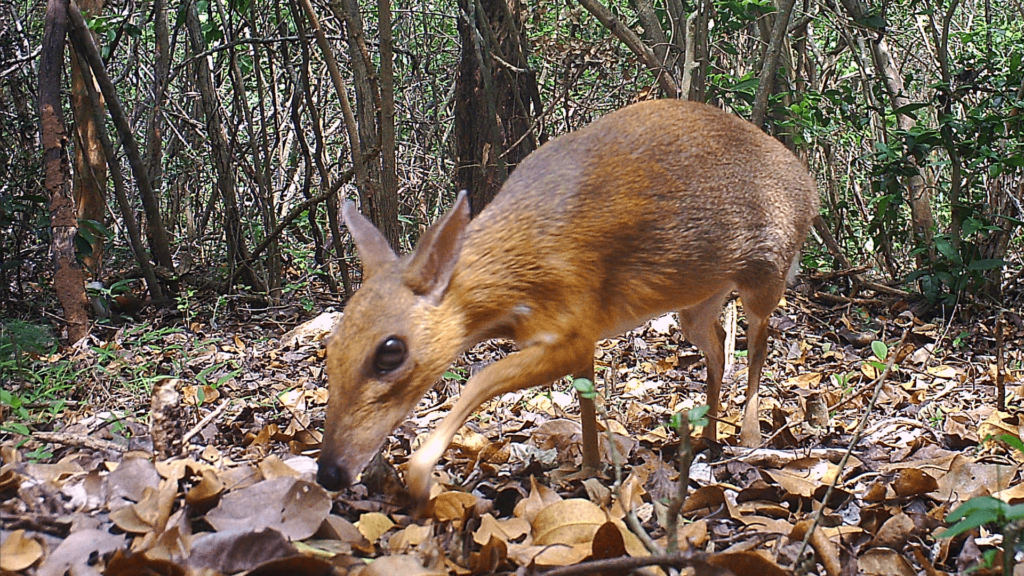 Lost species of fanged ‘mouse deer’ spotted for first time