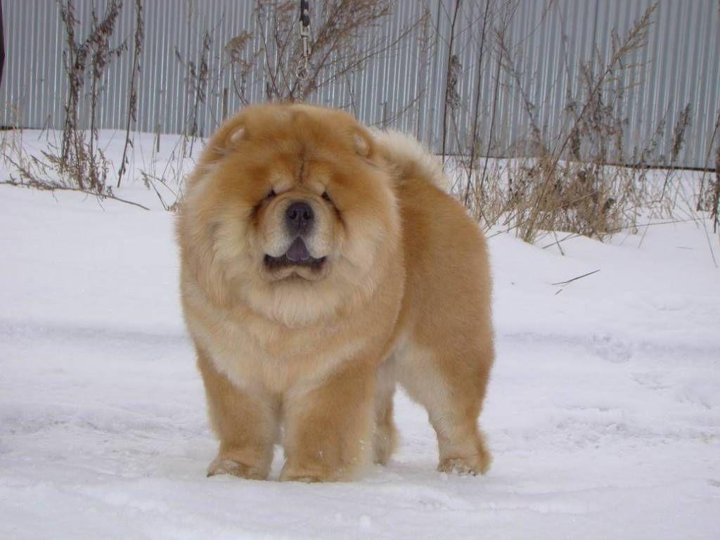 Chow dog photo