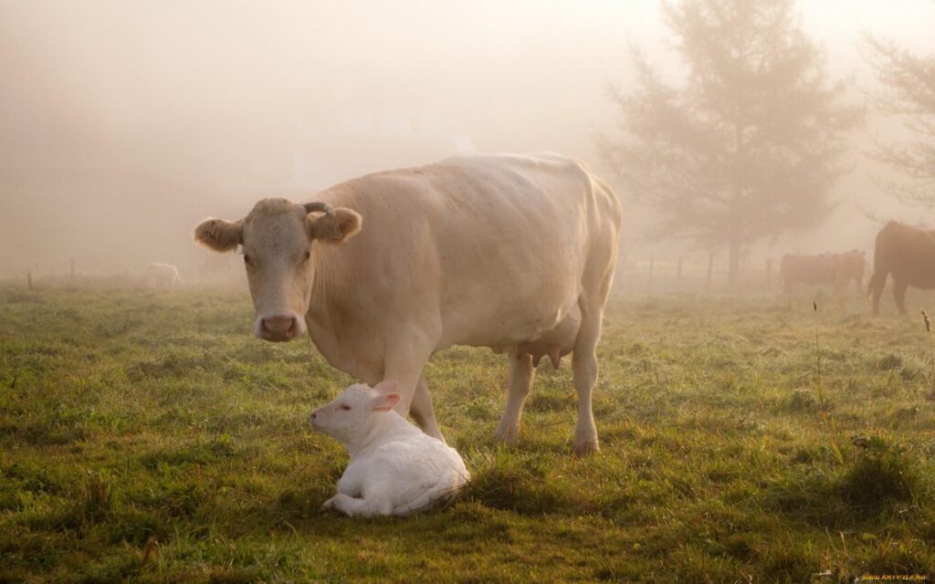 Highland Cattle, Calf, Grazing, Pasture, Grass