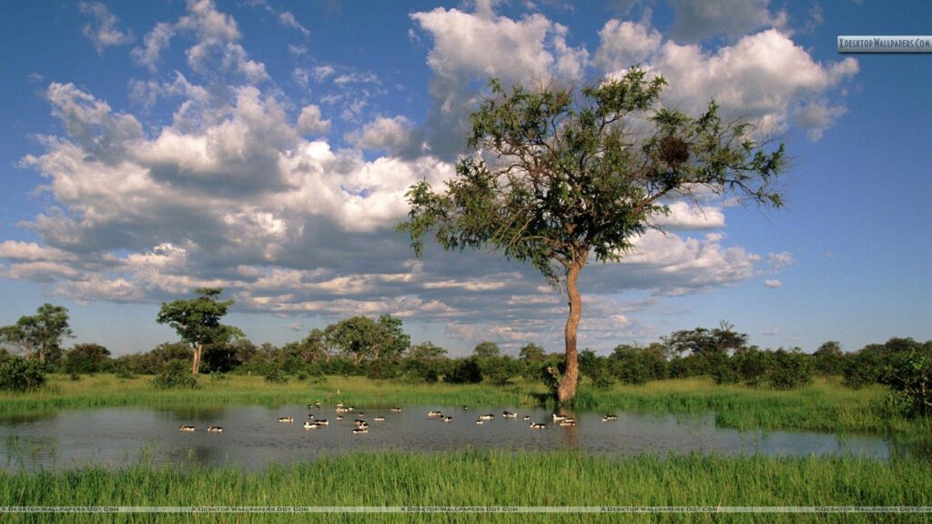 Comb Ducks on Lake, Savute Chobe National Park, Botswana Wallpapers