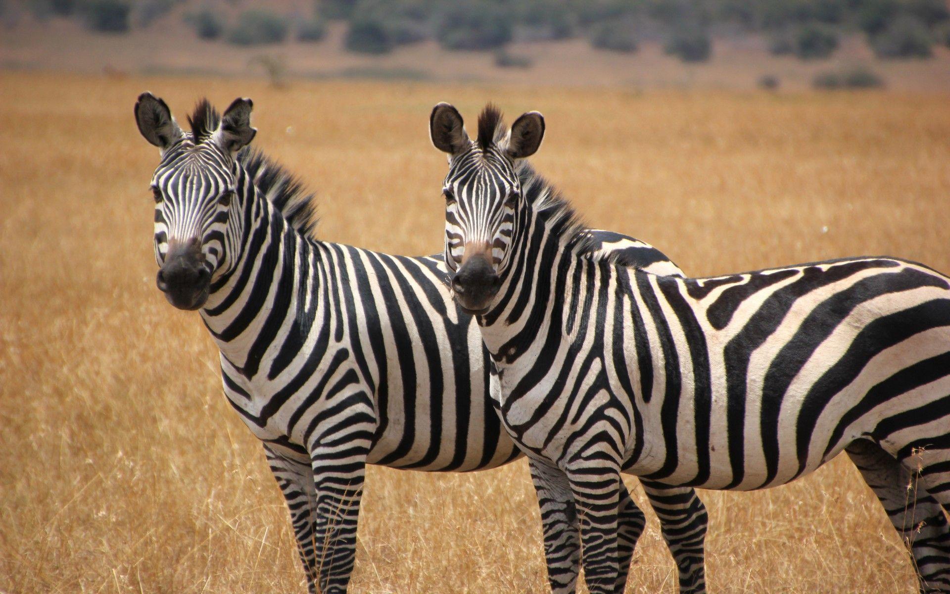 Two Cute Zebras Animal Wallpapers 2K Wallpapers