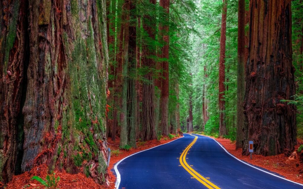 Redwood Forest Road Wallpapers 2K Download For Desktop