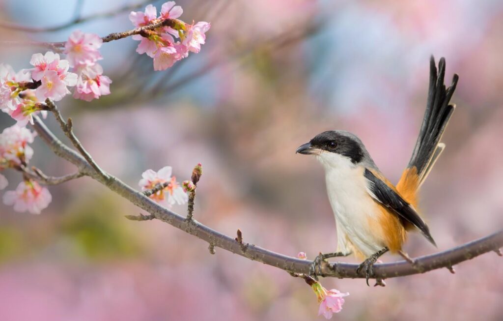 Wallpapers cherry, background, bird, branch, spring