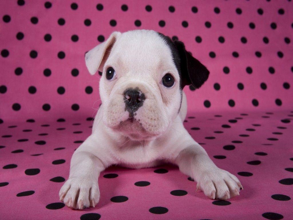 French Bulldog Puppies Wallpapers & Pics
