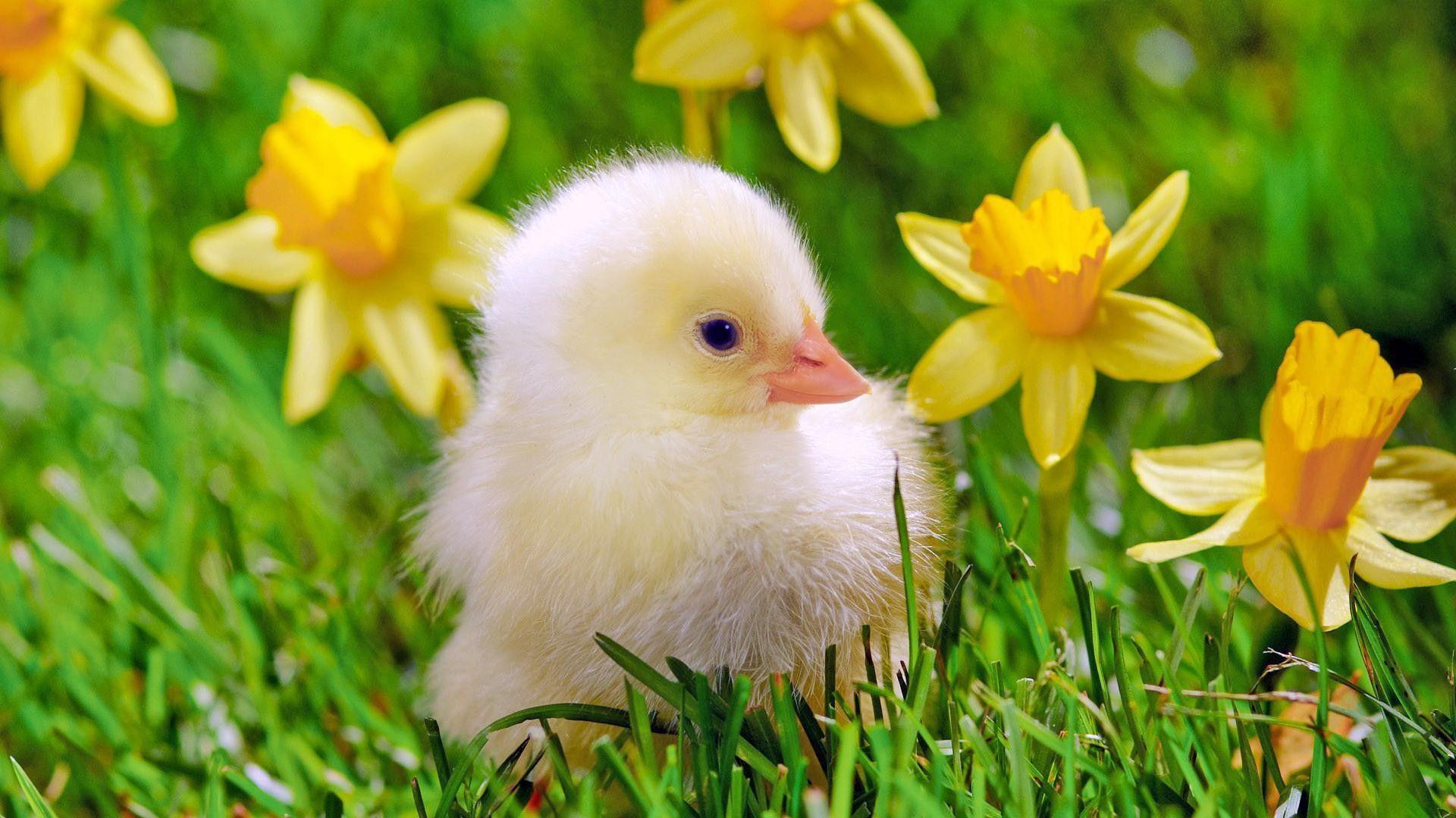 Baby Chicks Wallpapers