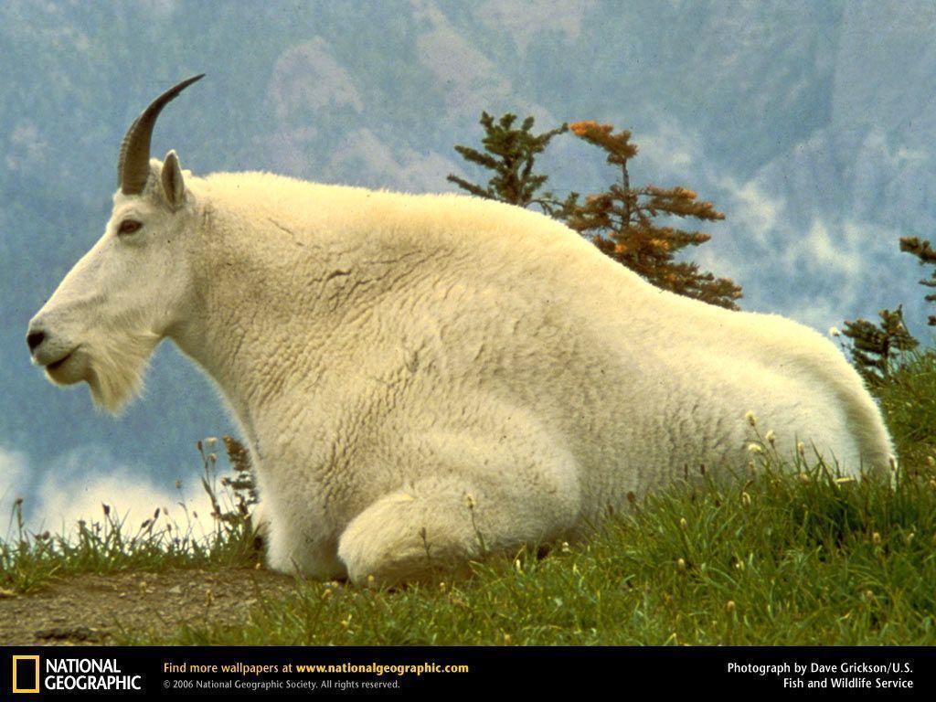 Mountain Goat Picture, Mountain Goat Desk 4K Wallpaper, Free