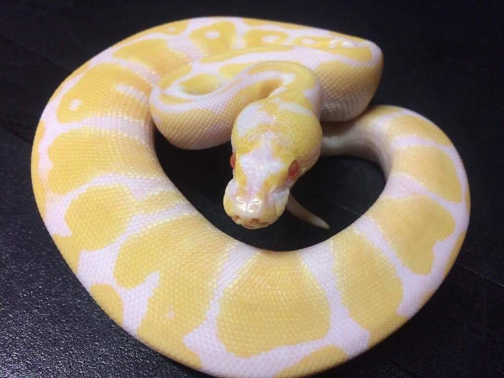 Meet Winry! Our first ball python