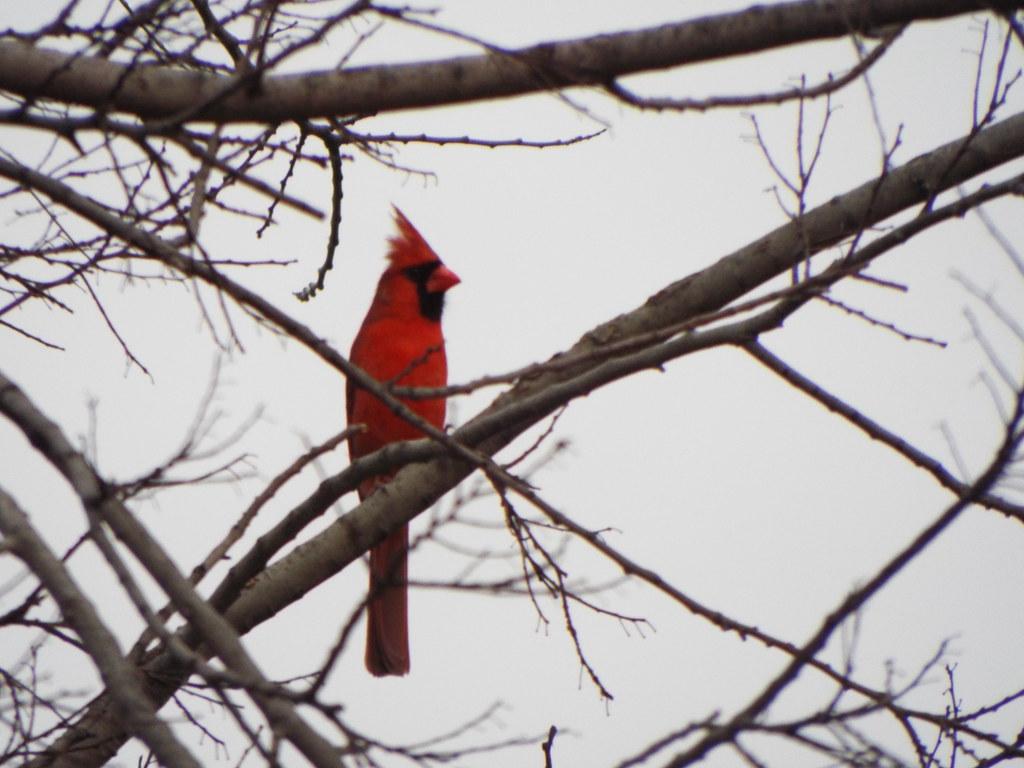 Northern Cardinal, March , , Crowley Park Richardson, Texas