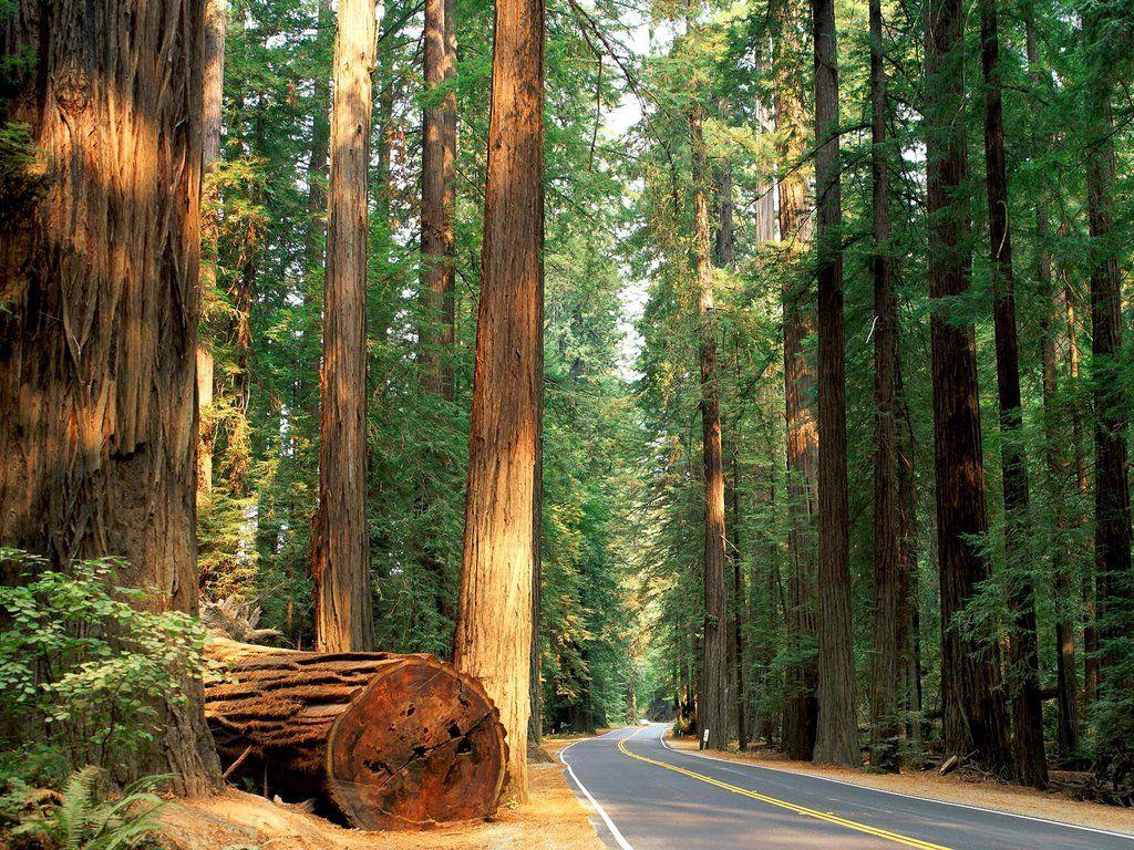 California’s Redwood Forest Growing up we would vacation in