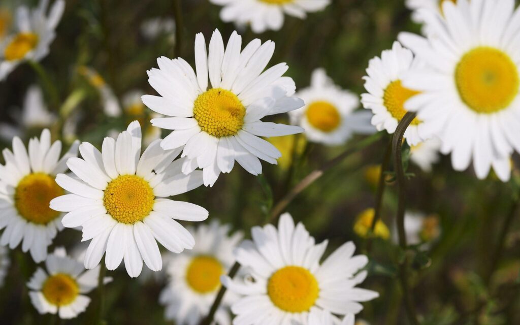 Wallpapers For – Daisy Wallpapers Iphone