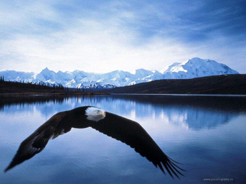 Eagle Wallpapers Free Download Group