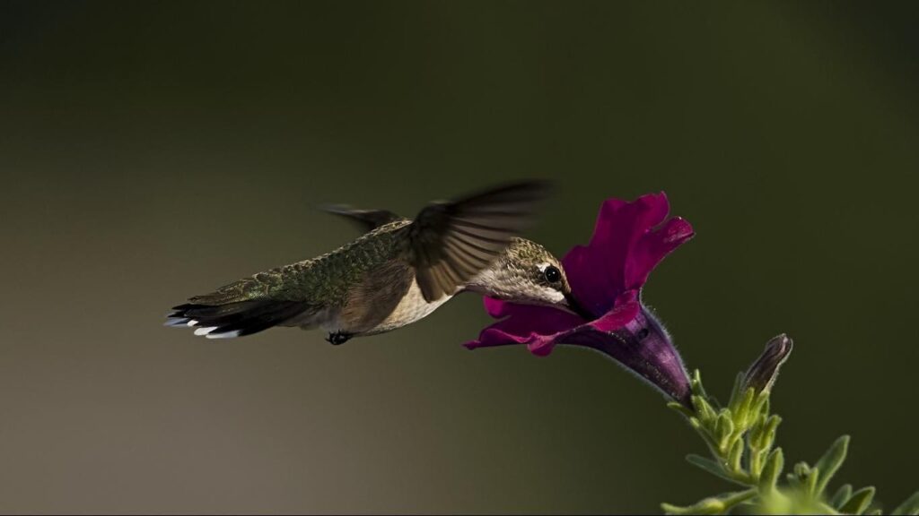Wallpapers For > Hummingbird Wallpapers