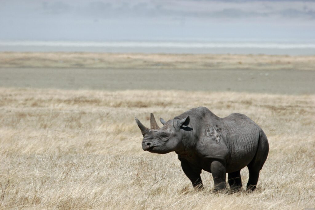 Animals rhinoceros black rhinoceros wallpapers High