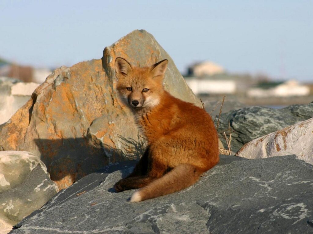 Download wallpapers young fox, rocks, danger, cub