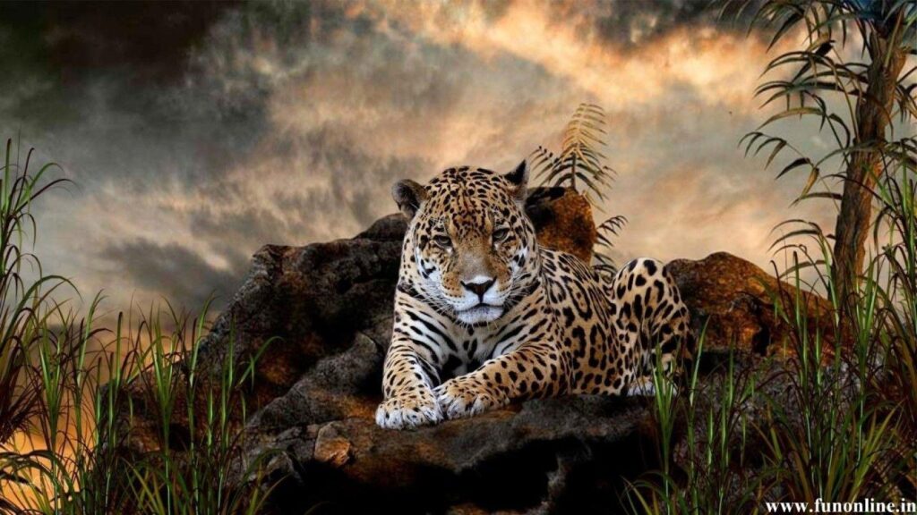 Jaguar Wallpapers HD
