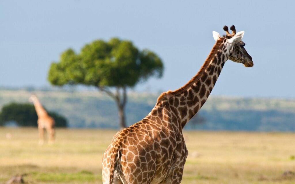Giraffe In The Safari