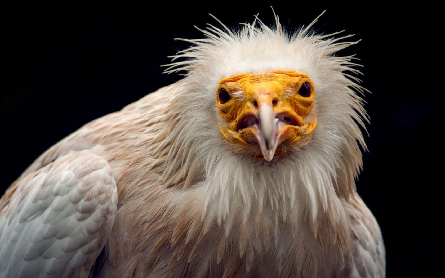 Warning by an Egyptian vulture Wallpapers