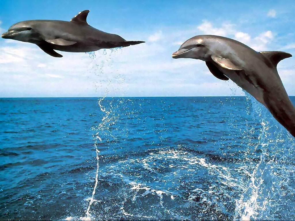 D Jumping Dolphin Wallpapers
