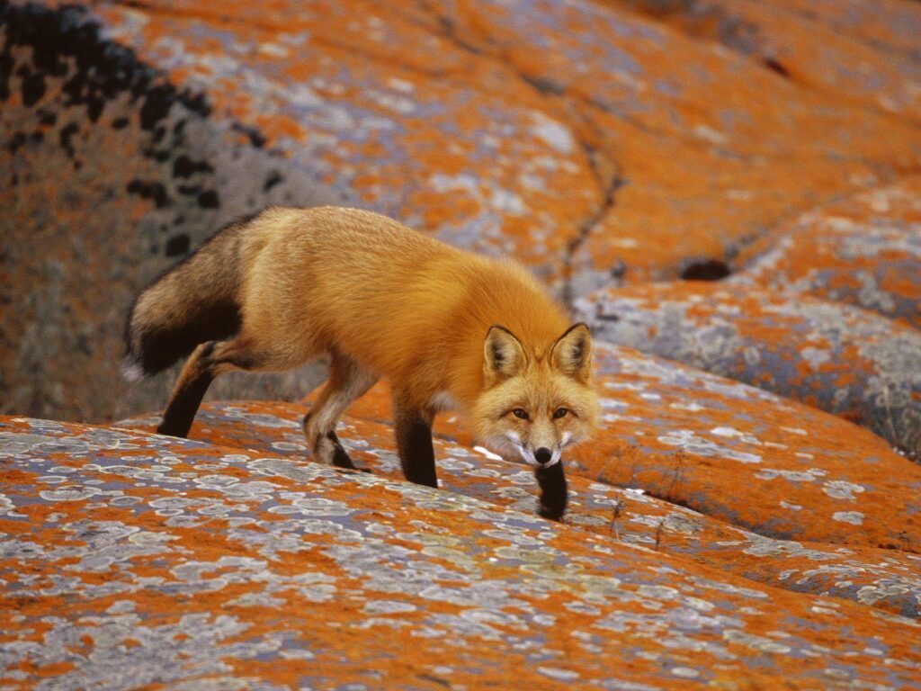 Fox Animal 2K Wallpapers