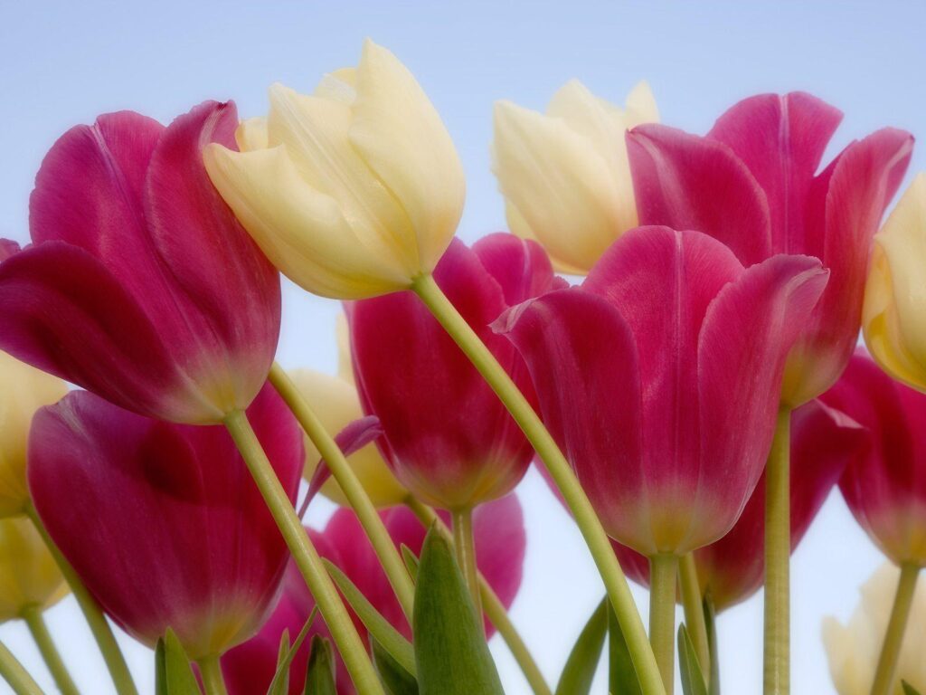 Tulips Flower Wallpapers For Your Desk 4K Backgrounds