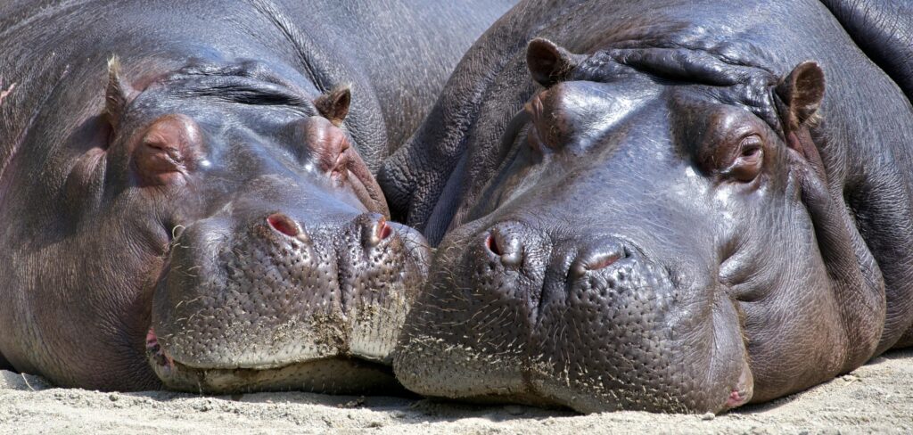 Black Hippopotamus Laying on Ground during Daytime · Free Stock Photo