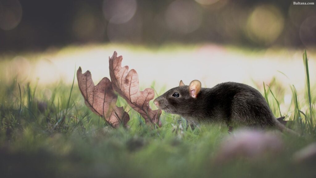 Rat Mouse 2K Wallpapers