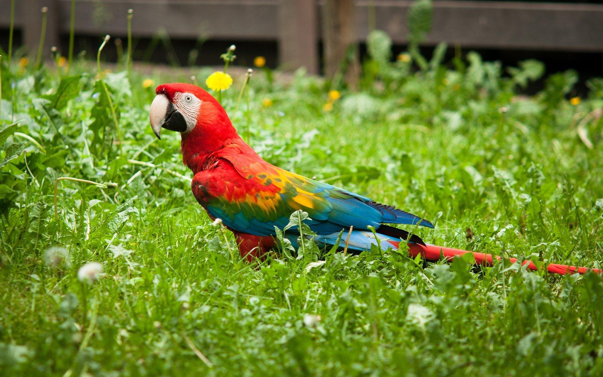 Red Green Macaw Wallpapers Wide » Download Wallpapers Lap 4K HD