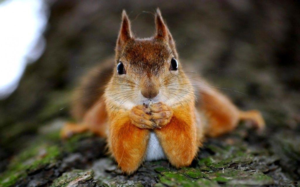 Cute Squirrel Wallpapers