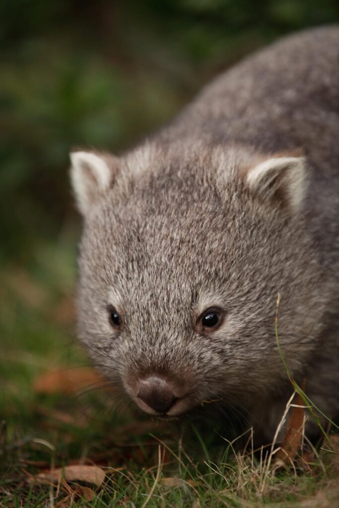 Best Wombat Backgrounds on HipWallpapers