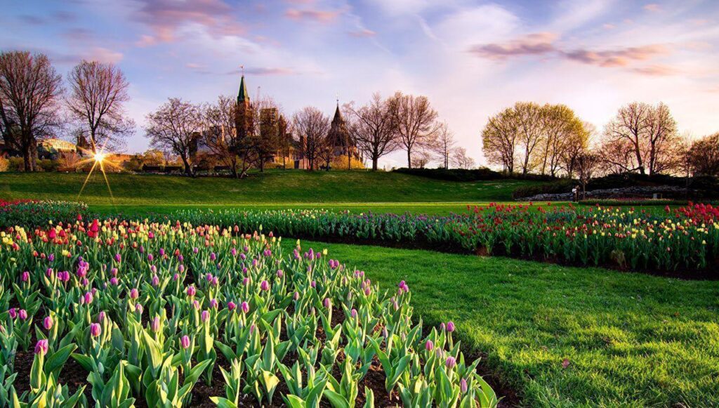Wallpapers Canada Parks Tulips Sky Ottawa Ontario Lawn Trees