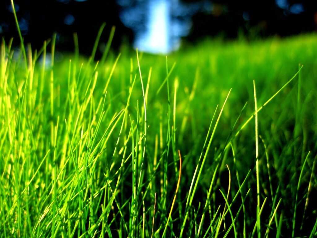 Grass Wallpapers Plants Nature Wallpapers in K format for free download