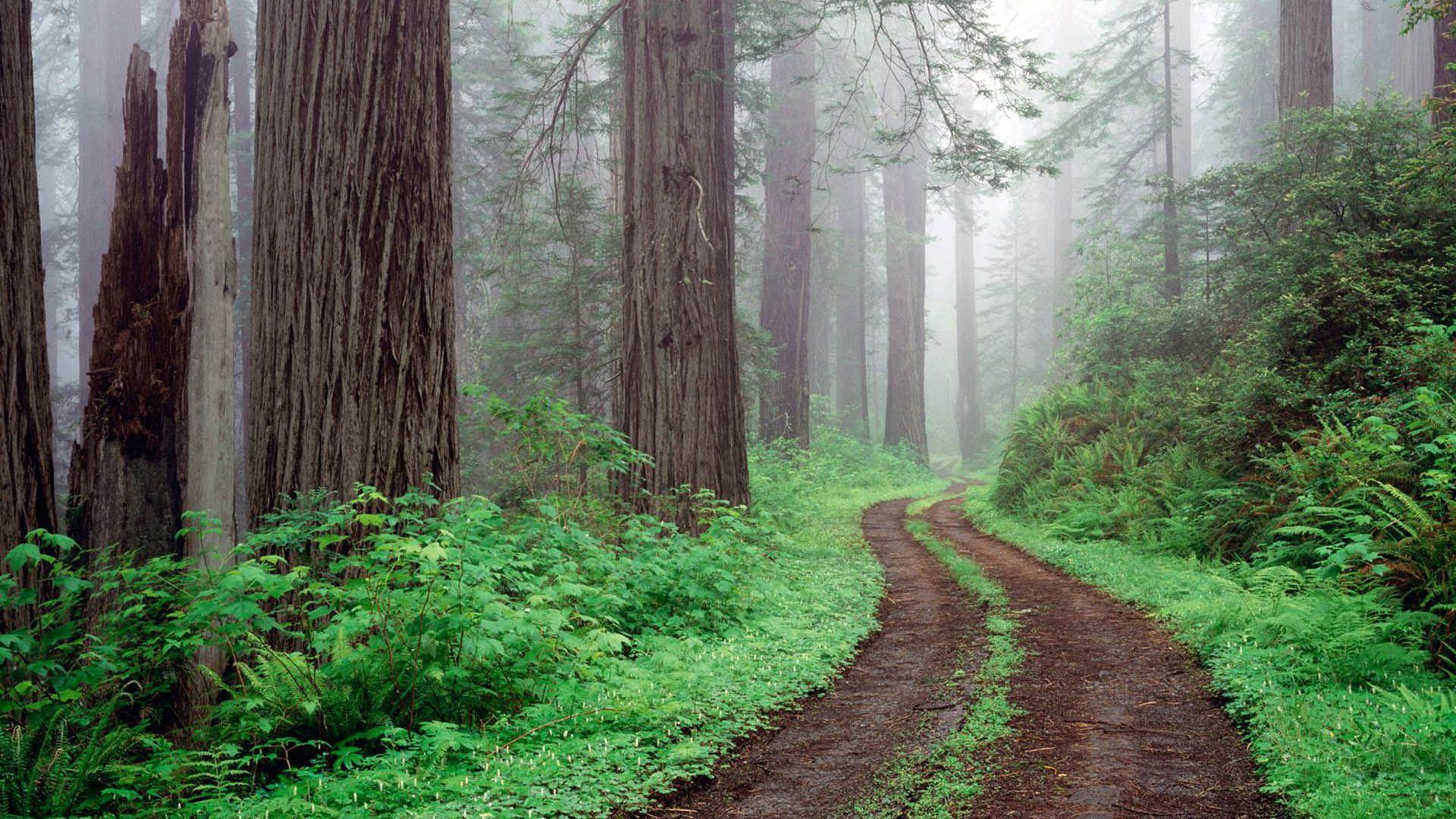 Redwoods national park california