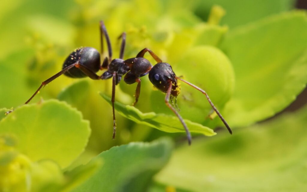 Ant Wallpapers