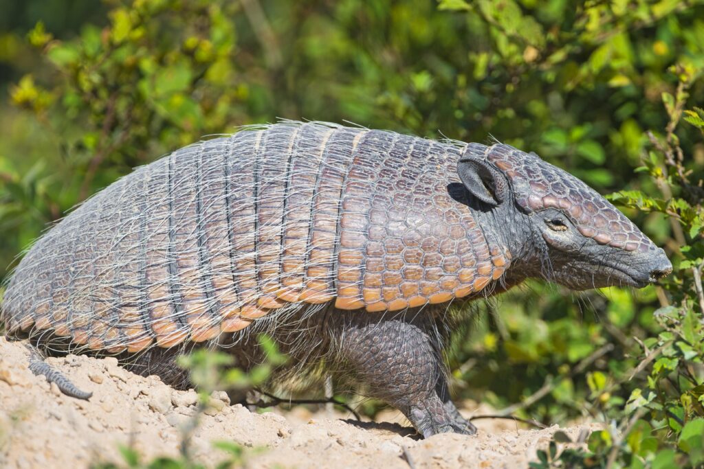 Brown armadillo near green plant 2K wallpapers
