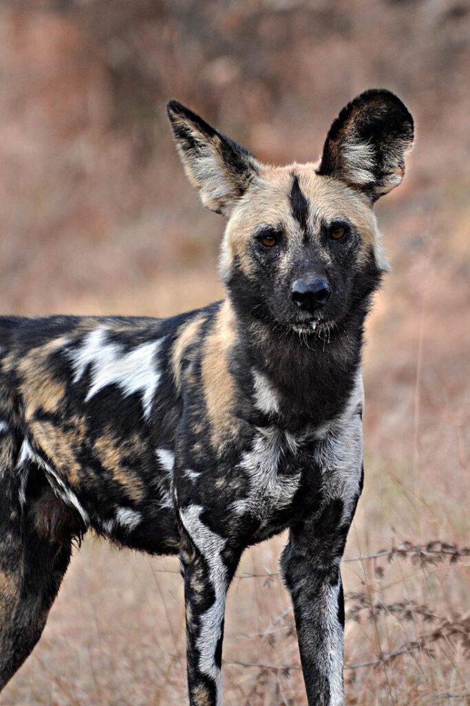 Wildlife of the World African Wild Dog Wallpapers