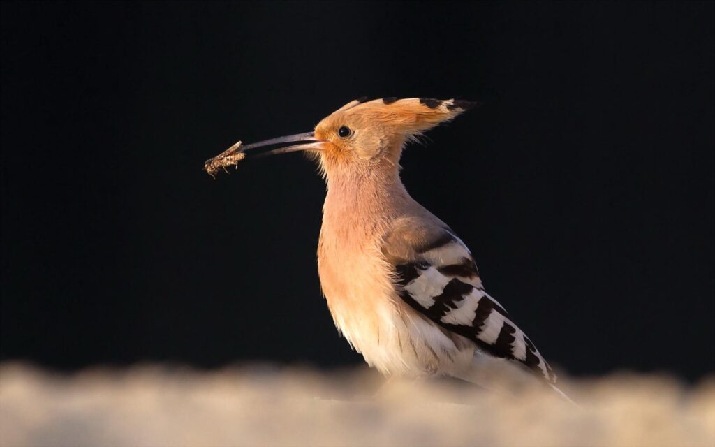 Hoopoe 2K Wallpapers