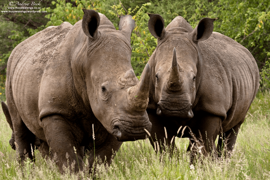 Rhinoceros Pictures