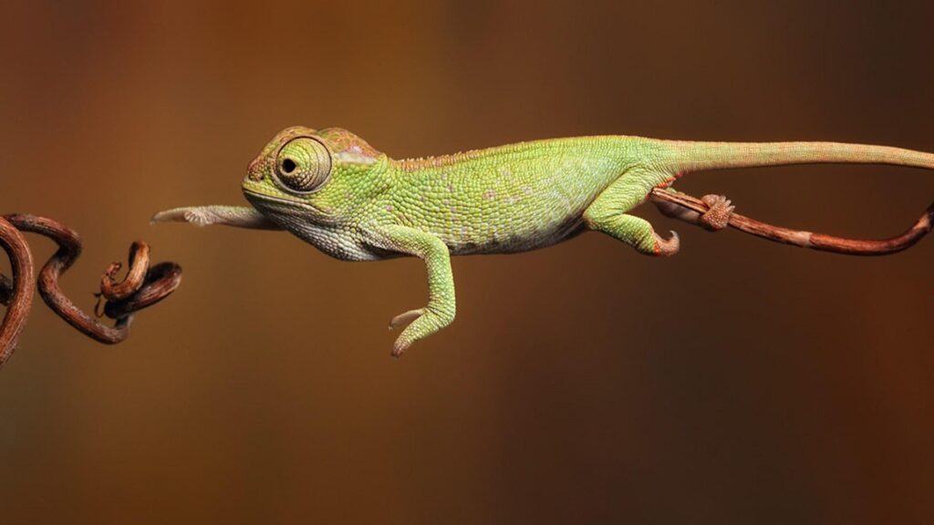 Chameleon Wallpapers 2K Backgrounds, Wallpaper, Pics, Photos Free